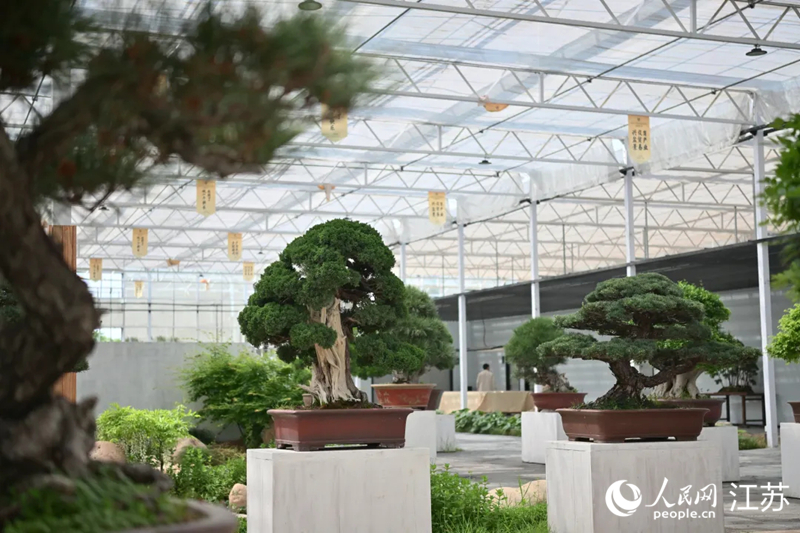 第四届中国盆景贸易发展大会展品