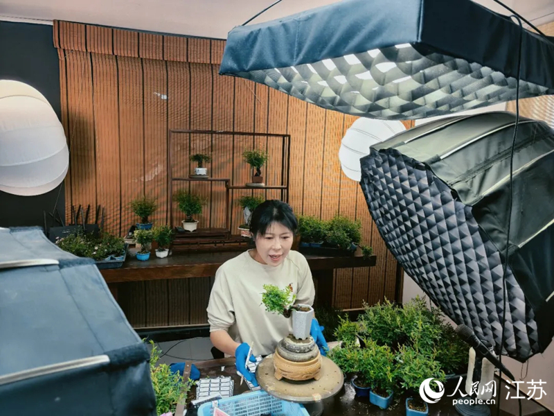 盆景直播带货现场