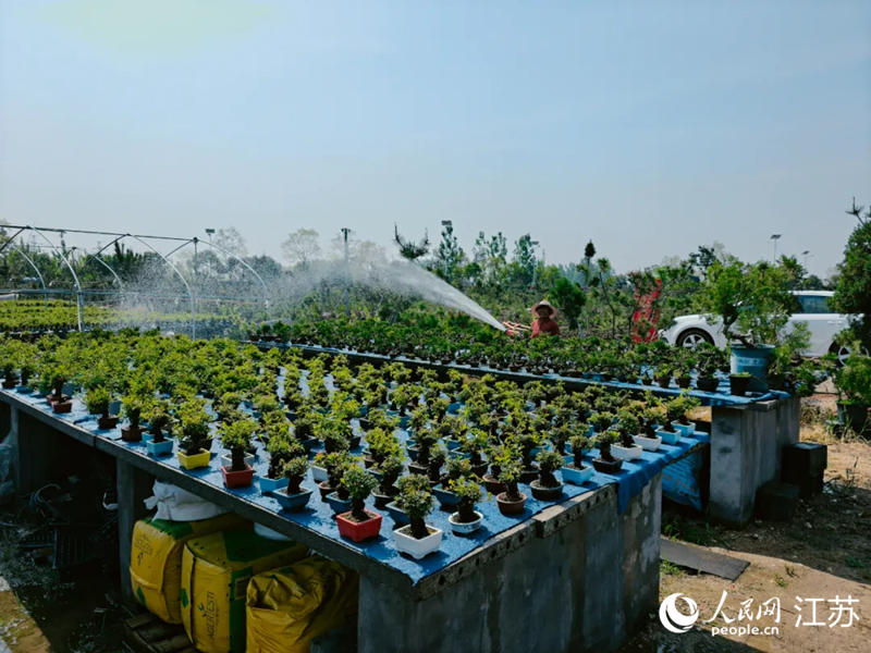 新沂盆景合作社种植现场
