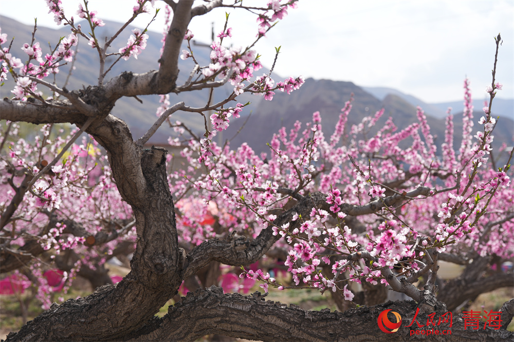 青海出台推动乡村旅游发展地方性法规