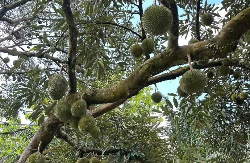 马来西亚榴莲