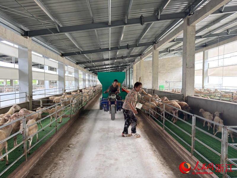 王建新驾驶着草料饲喂机给湖羊喂料。
