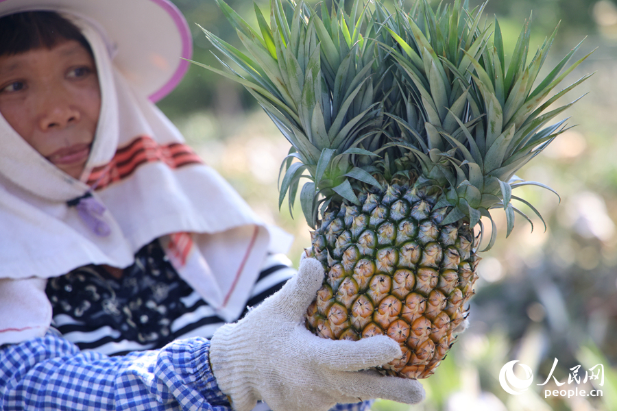 金钻凤梨的特写