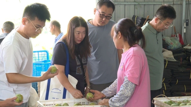 考察油柰采后处理流程